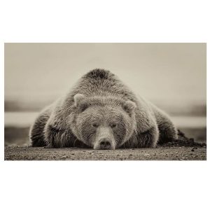 Tableau Ours Couché